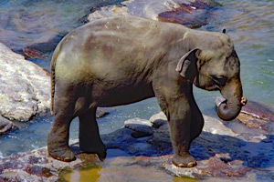 Elephant G