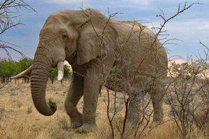 Elephant F