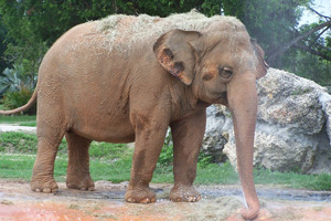 Elephant E