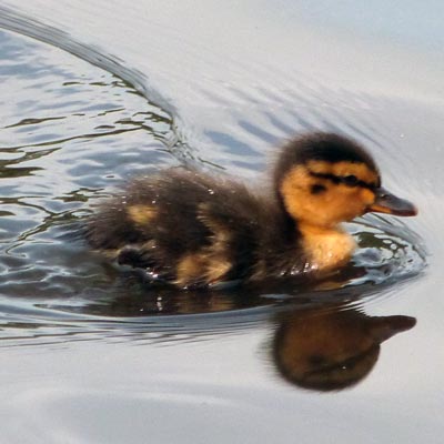 Mallard Chick