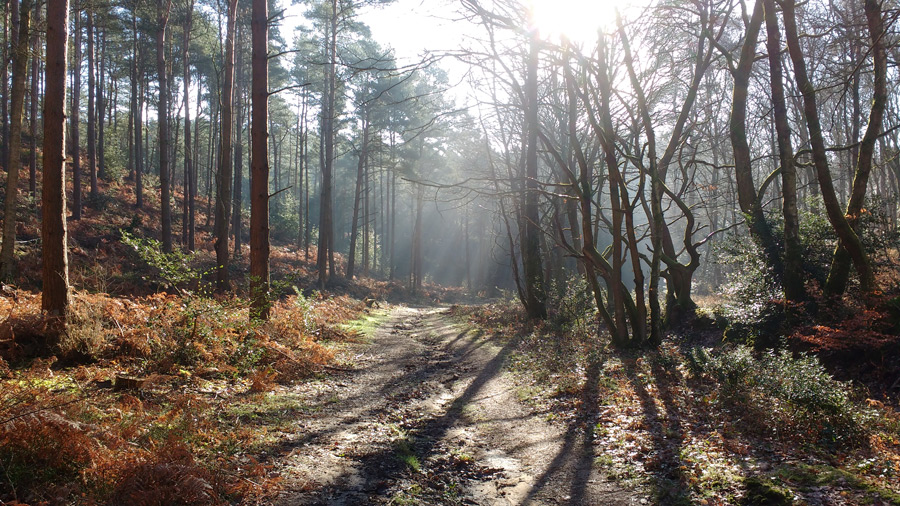 Durford woods