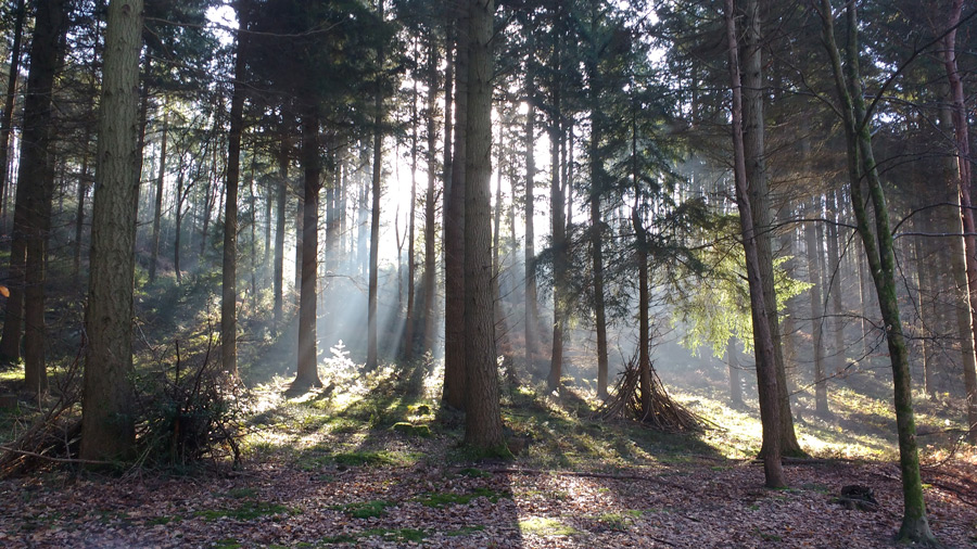 Durford woods