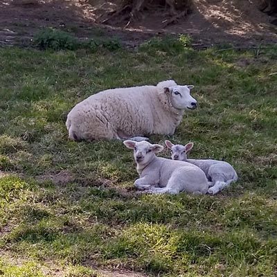 We walked through a field of sheep with their lambs