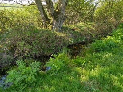 A ditch beside a field of sheep and lambs