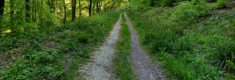 The footpath through QECP