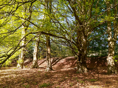 The beech trees in QECP are wonderful at all times of the year!