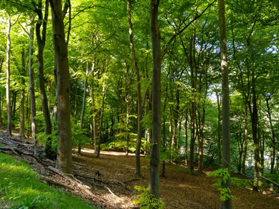 The beech trees in QECP are wonderful at all times of the year!