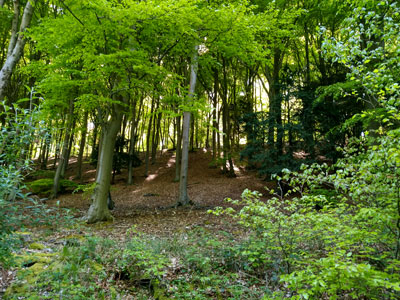 The beech trees in QECP are wonderful at all times of the year!