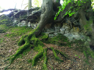 Wonderful roots on the beech trees growing in the limestone