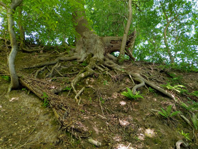 This time oak trees