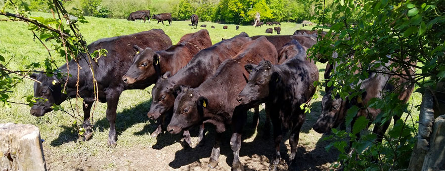 These frisky little fellas were just over the style in the field we wanted to walk through!