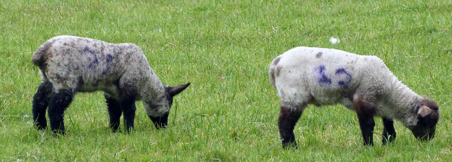 There were some sheep and lambs in the field where my oak tree grows