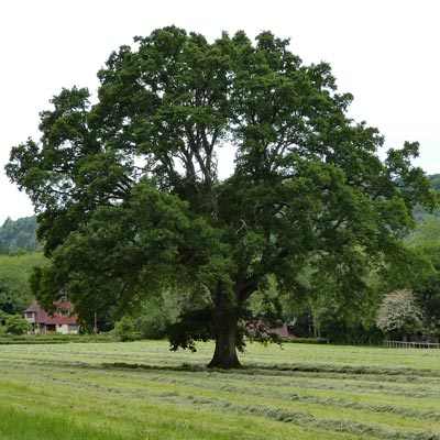 My oak tree in full leaf<