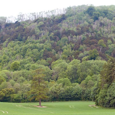 The Ashford Hanger - a wooded hillside