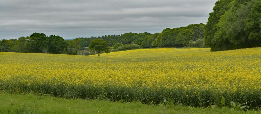 I detected a sweet, sickly smell, then looked through the hedge to see oil seed rape - fields and field of it! Notice the clouds.