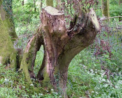 Some interesting tree stumps on the side of the path