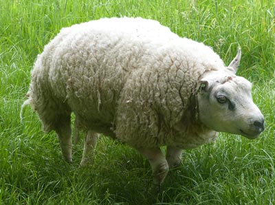We came across some weird-looking sheep - I suppose that their mothers must have loved them!