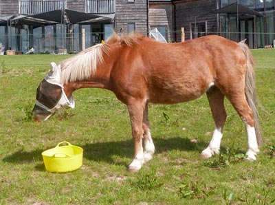 We also passed through fields containing well-dressed horses - dressed to keep out the flies