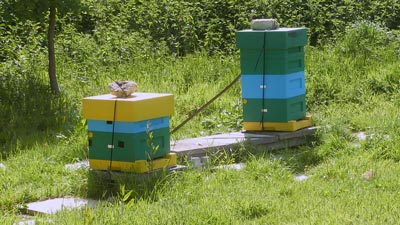 Some rather garish beehives - but there were bees in residence