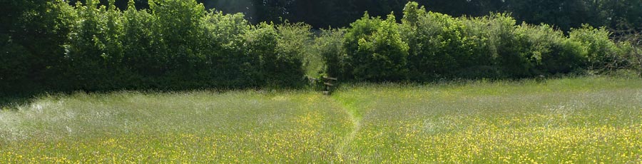 The footpath crossed several wild flower meadows