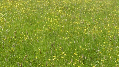 The footpath crossed several wild flower meadows