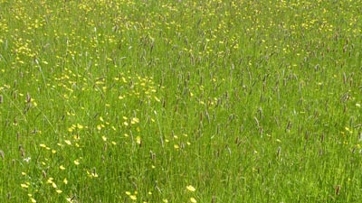 The footpath crossed several wild flower meadows
