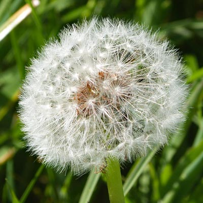 A dandelion head