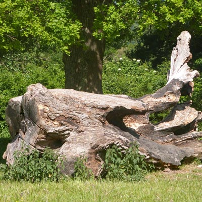 An old tree trunk