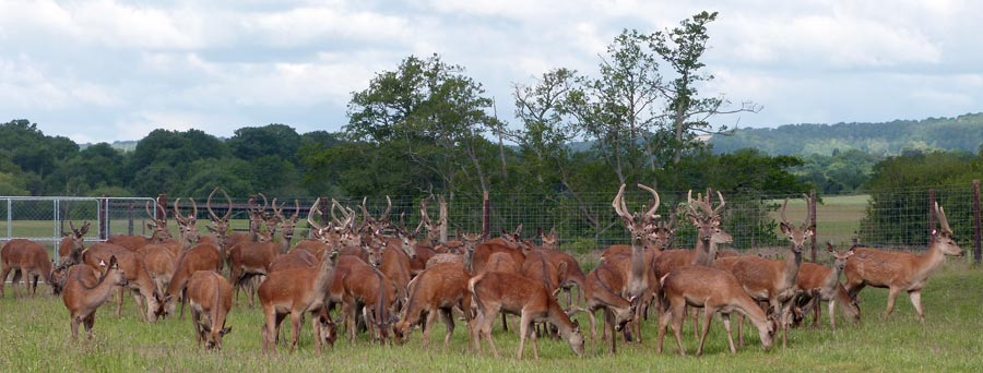 Quite a herd of deer!
