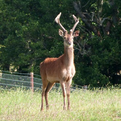 Many of the deer had antlers