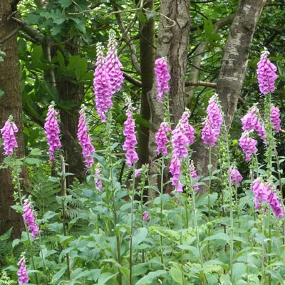 Where, last month,there were bluebells we now found foxgloves