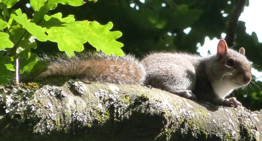 Found posing in an oak tree on our path