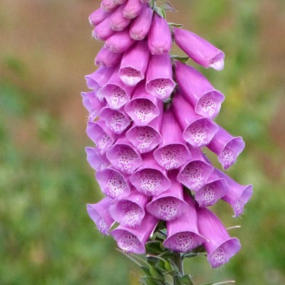 More foxgloves
