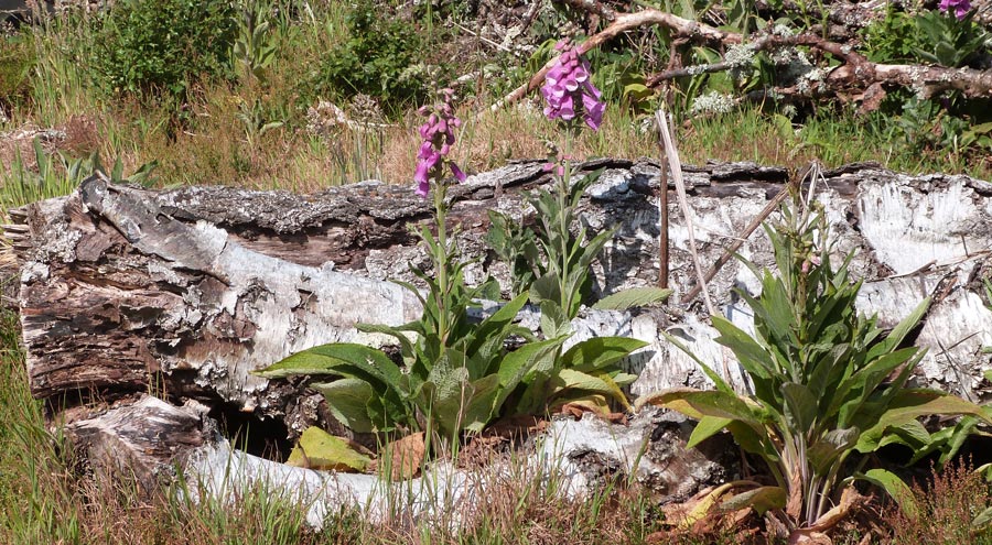 One of Nature's flower arrangements
