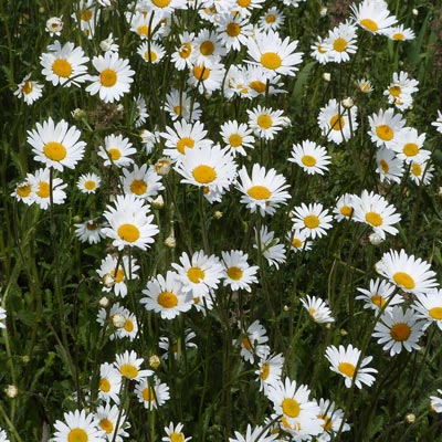More lovely wild flowers