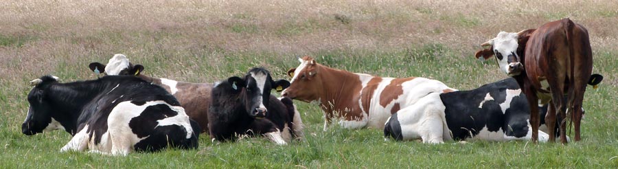 Very contented-looking cows