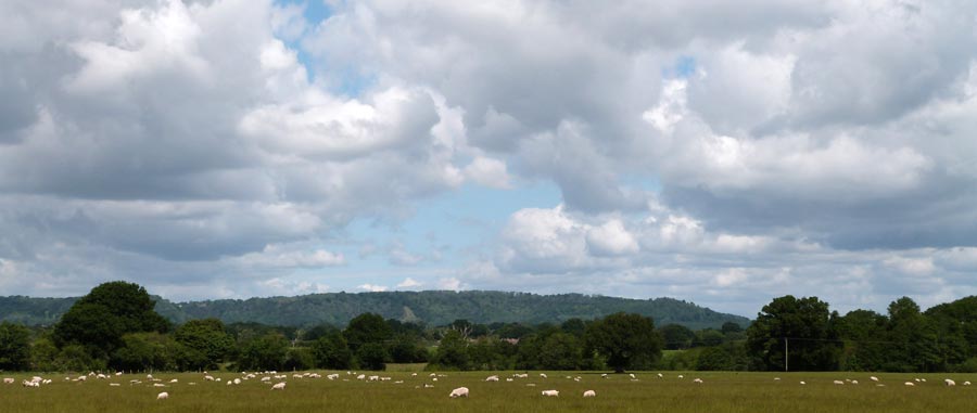 Sheep may safely graze