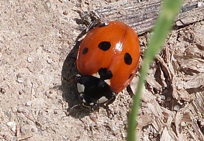 A little lady-bird