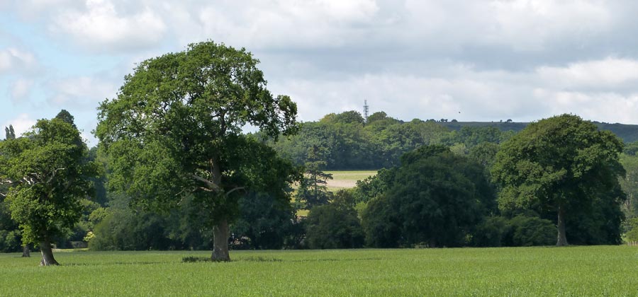 Visible at some point on almost all my walks - Butser Hill radio mast
