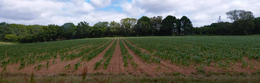 Lots of sweet corn