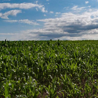 The corm (maize) is growing well