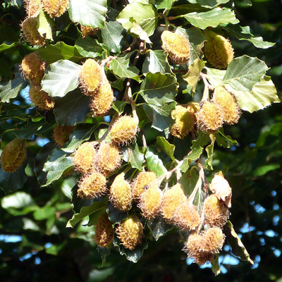Beech nuts