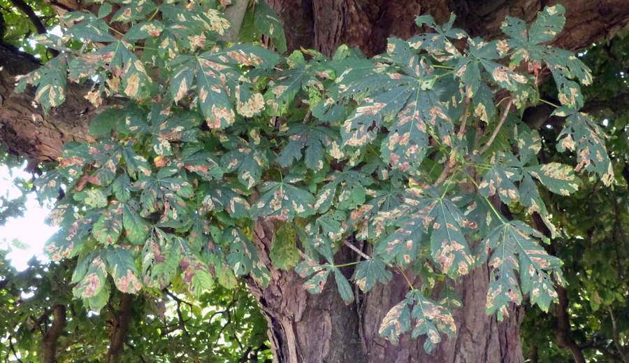 Horse chestnut trees are one of the first to have leaves in the spring - and now they are about to lose them - still beautiful