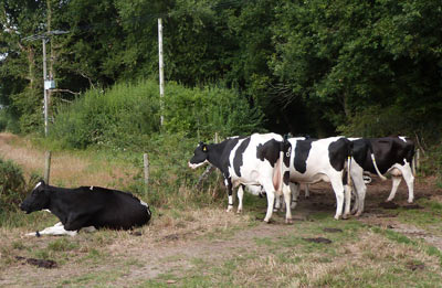 They look pretty docile