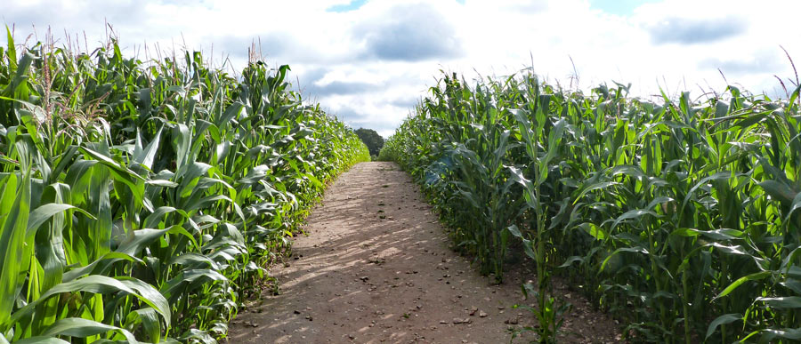 Across the maize field