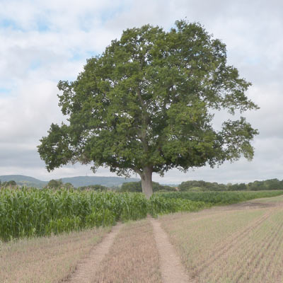 lovely oak tree at the endge of the maize field