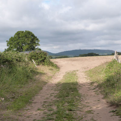 Butser Hill radio tower in the distance