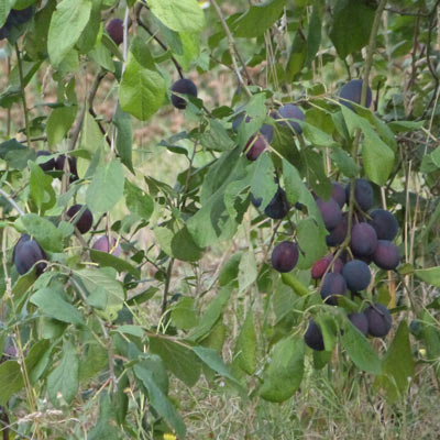 PLUMS: spotted in a field beside the footpath