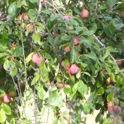PLUMS: spotted in a field beside the footpath