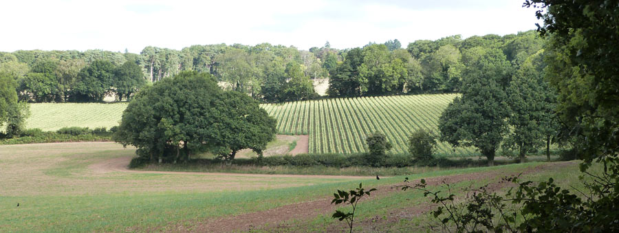 Wonderfully neat rows of maize